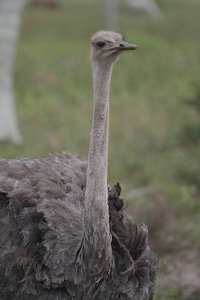 istock ANIMAL / OSTRICH / BIRD 506215016