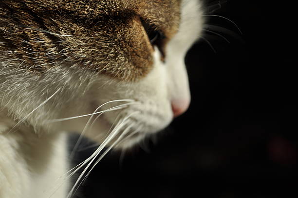 thinking cat looking to the right side