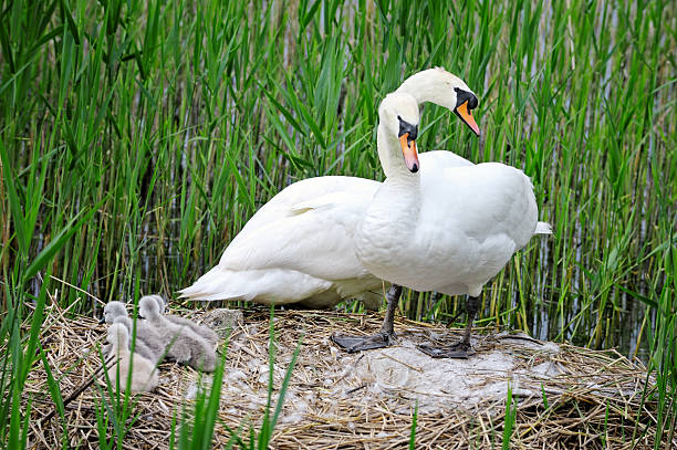 istock Swan with cygnets 506215777