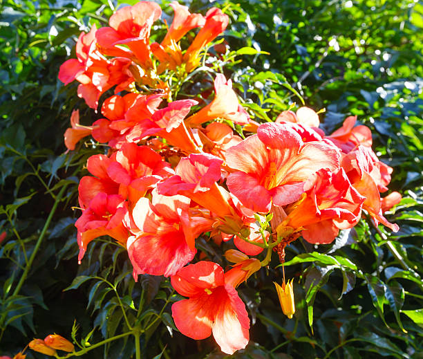 istock Bush with red flowers. 506216392
