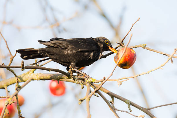 istock Commonb blackbird eating in an apple tree 506217502