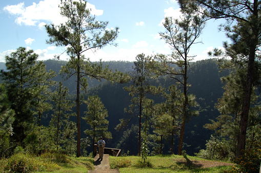 View across the Mountain Pine Ridge Forest Reserve in the Cayo District Belize, with its deep rolling pine tree clad valleys and granite hillsides.