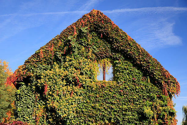 Stone bench and autumn ivy foliage on the old wall 