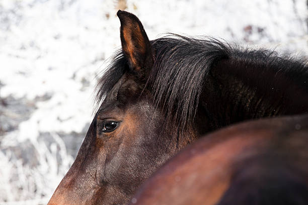 istock Horse in Winter 506220434