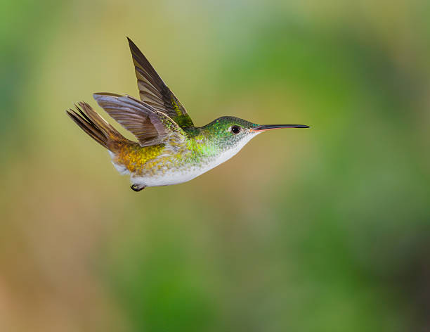 istock Andean Emerald Hummingbird 506220850