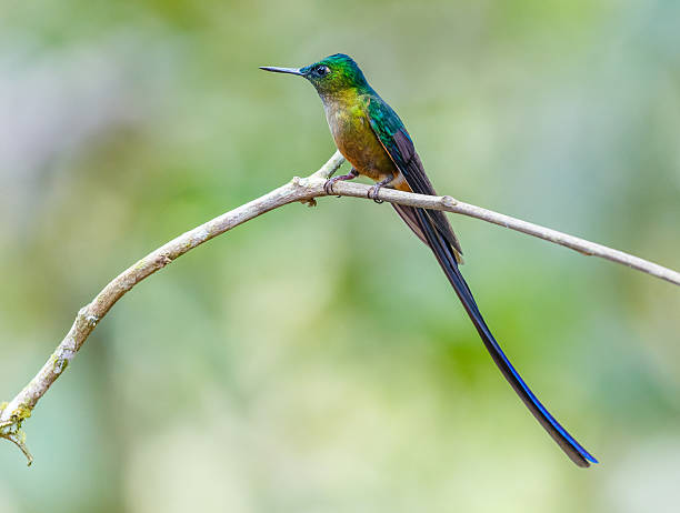 istock Hummingbird , Violet-tailed Sylph 506220870