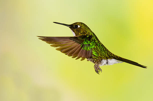 istock Hummingbird , Tourmaline Sunangel 506220896