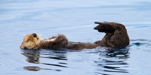 Sea Otter  