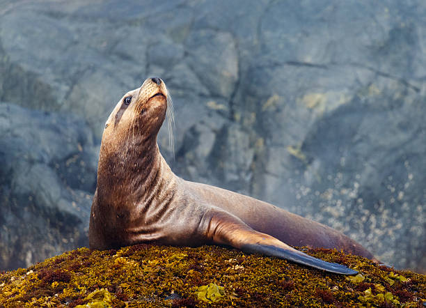 leão-marinho-de-steller - sea lion imagens e fotografias de stock