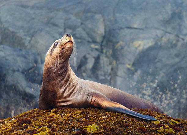 steller sea lion - denizaslanıgiller stok fotoğraflar ve resimler