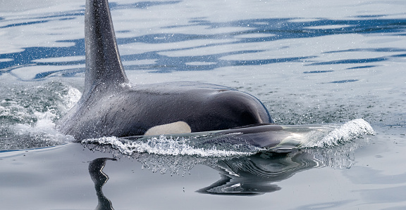 Killer whale at North Pacific Ocean, Alaska. High quality photo