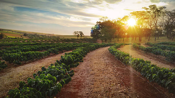 Sundown on the coffee plantation landscape stock photo