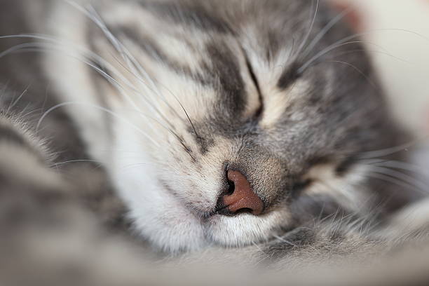 istock closeup face of a cat / kitten 506222446