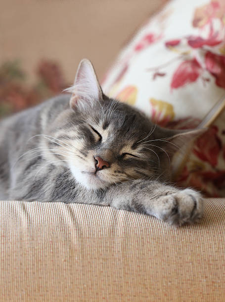 istock closeup face of a cat / kitten sleeping 506222792