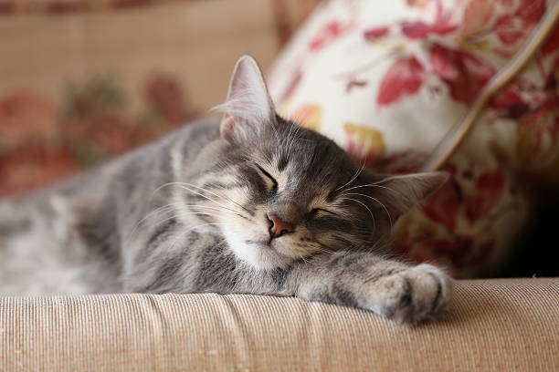 istock closeup face of a cat / kitten sleeping 506222926