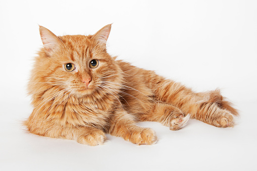 Ginger fluffy cat on the white background. Close up.