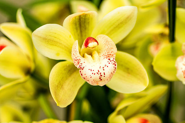 istock Tropical Orchid Flower Blossoms 506235981