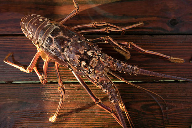 istock Fresh Lobster catch by the quay 506236326