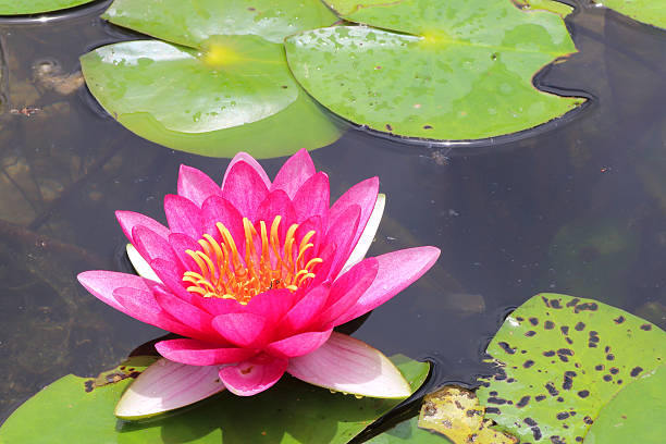 istock Beautiful lotus flower background. 506236615