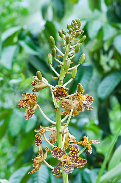 istock grammatophyllum specinocum BL., the world's largest orchid 506236901