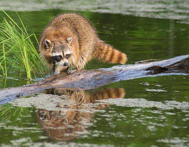 istock Raccoon walking a sunken log showing his relfections. 506237166