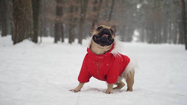 French bulldog on the walk in forest. Winter.