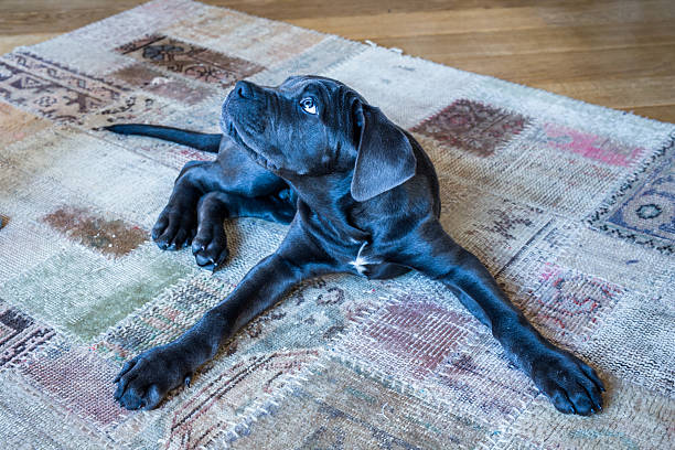 istock Cane corso puppy lying on carpet 506237918