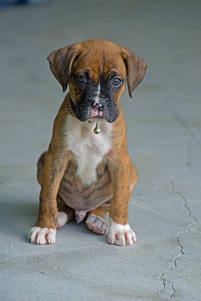 istock Small sad Boxer Puppy looking at the camera 506238272