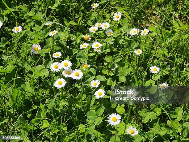 Daisy On The Garden Stock Photo - Download Image Now - Agricultural Field, Agriculture, Beauty