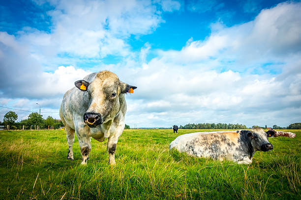 Belgian Blue Bull and Cow on a sunny day stock photo