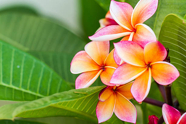 istock Beauty Frangipani 506239386