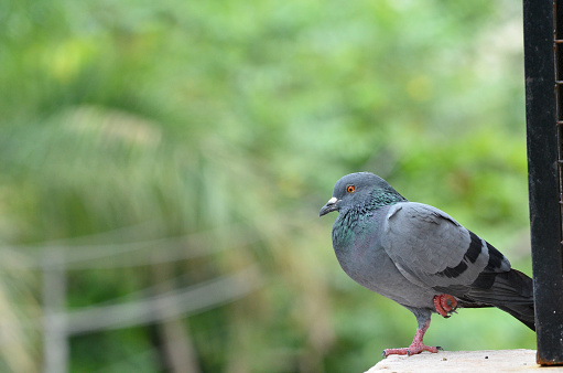 Injured pigeon shot in Kota, Rajasthan, India, Asia