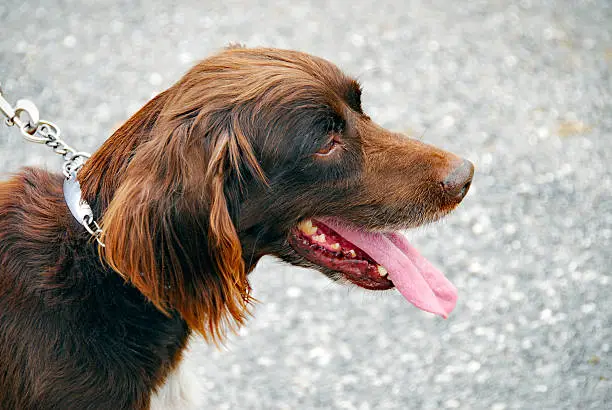 Side view of the head of a small Münsterländer dog.
