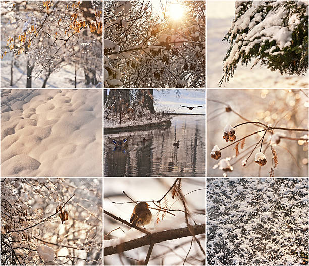 istock Winter landscapes with snow on trees branches 506242748