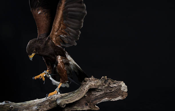 istock harris hawk with wings stretched on branch, black studio background 506243962