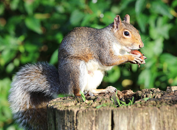 istock Close up of a Grey Squirrel 506244154