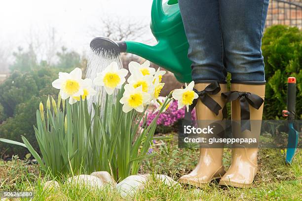 Gardener In The Spring Garden With Beautiful Flower Stock Photo - Download Image Now
