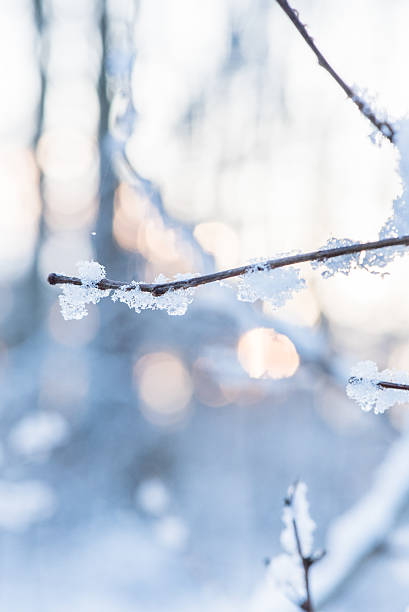 istock Frozen branch in winter , in the background sun rays 506246028