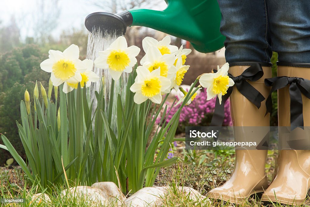 gardener in the spring garden with beautiful flower gardener in the flourishing garden Beauty In Nature Stock Photo