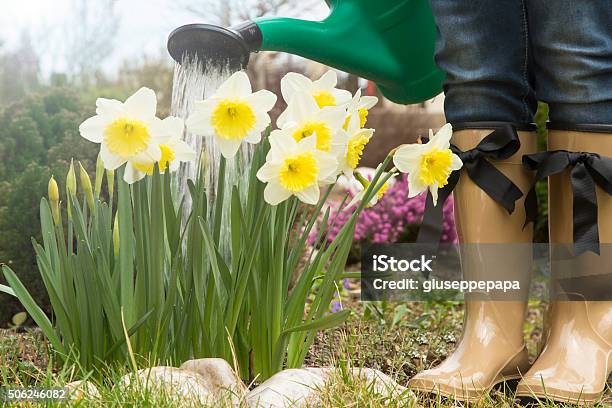 Gardener In The Spring Garden With Beautiful Flower Stock Photo - Download Image Now