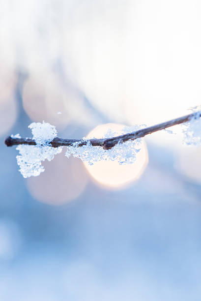 istock Frozen branch in winter , in the background sun rays 506246134