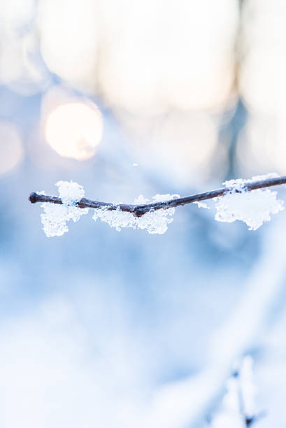 istock Frozen branch in winter , in the background sun rays 506246206