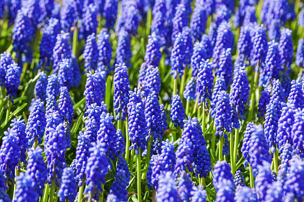 istock bed of blue blooming grape hyacinths 506246462
