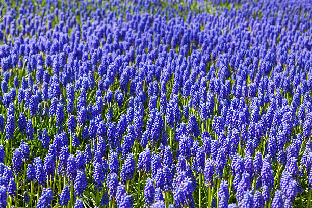 istock bed of blue blooming grape hyacinths 506246490