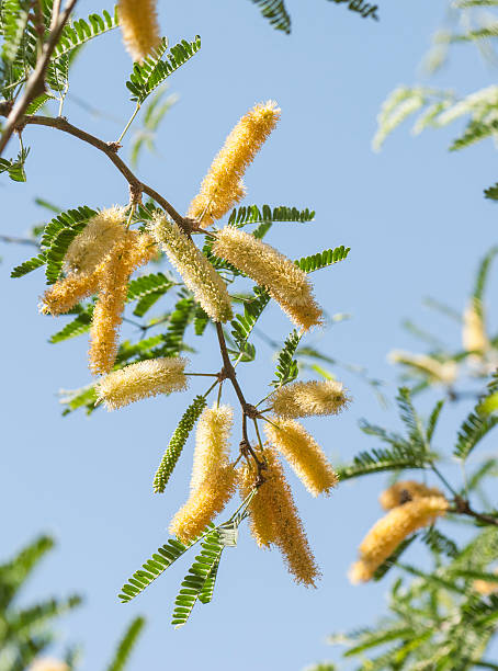 メスキート木の枝花咲くシーズン - mesquite tree ストックフォトと画像