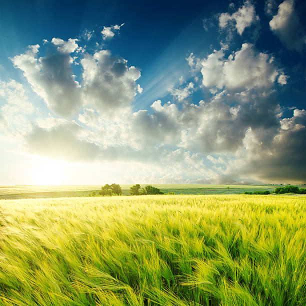 istock green agriculture field and sunset over it 506246836