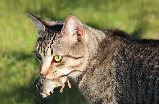 The cat caught a mouse and holds in teeth