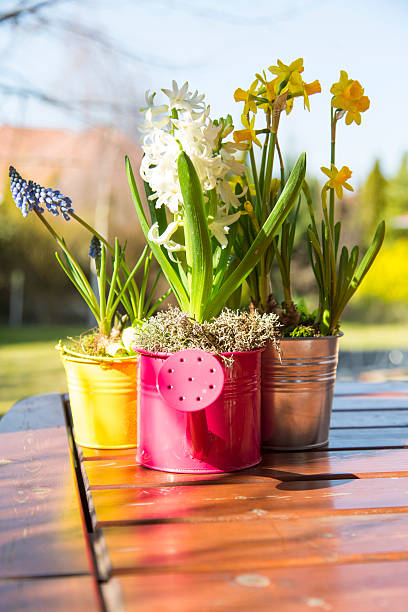 istock beautiful spring flowers in watering cans 506247812