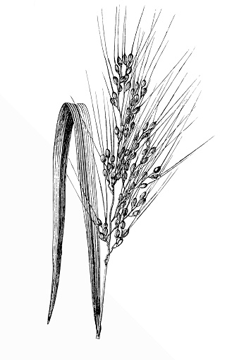 Antique illustration of Asian Rice (Oryza sativa)