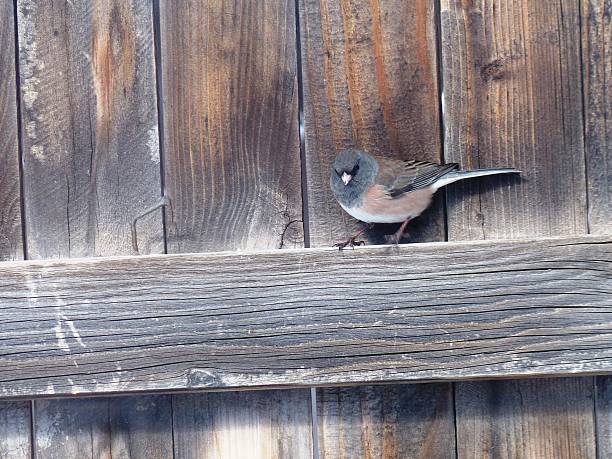 istock Song bird on Fence 506248958